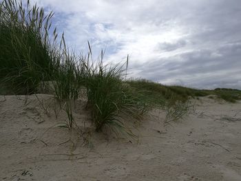 Cloudy sky over landscape