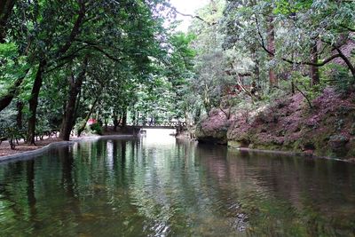 River amidst trees in forest against sky