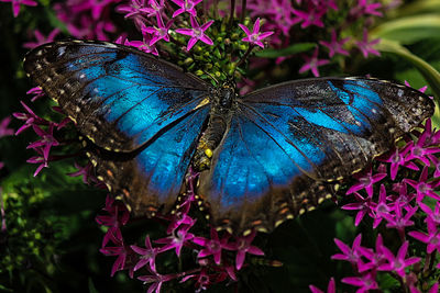Close-up of butterfly on flower