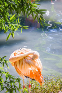 Close-up of bird by lake