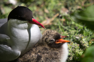 Close-up of bird against blurred background