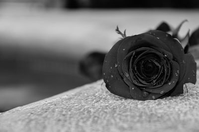 Close-up of rose with water drops