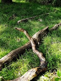 Dead tree on field