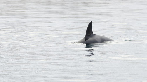 Killer whale swimming in sea