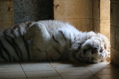 Cat sleeping on floor