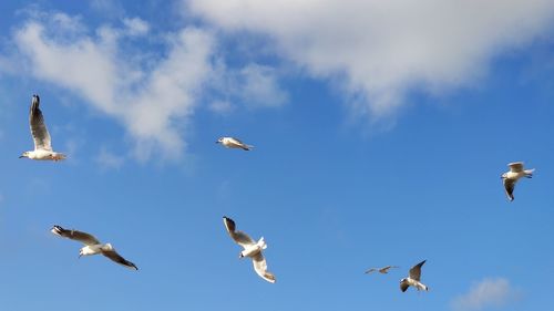 Low angle view of seagulls flying