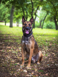 Portrait of dog sticking out tongue on field