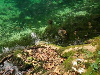 High angle view of lizard on rock in forest