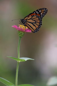 Close-up of butterfly pollinating on pink flower