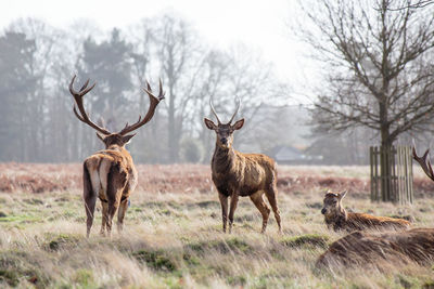 Deer on field