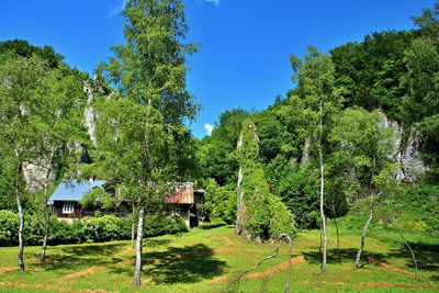 Scenic view of trees and plants against blue sky