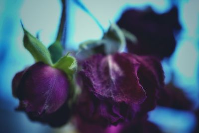 Close-up of flowers against blurred background