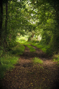 Footpath in forest