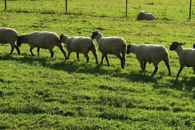 Sheep grazing in field