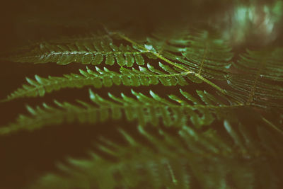 Full frame shot of water drops on leaf