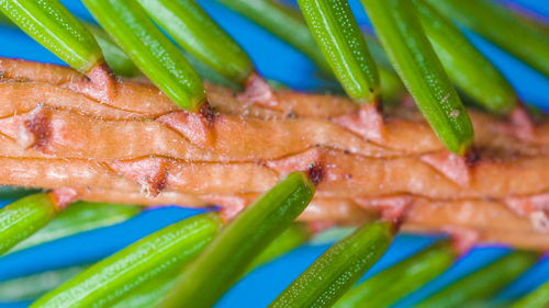 Close-up of fresh salad in plate