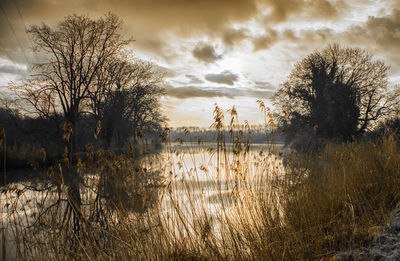 Reflection of trees in calm lake