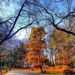 Bare trees against sky during autumn