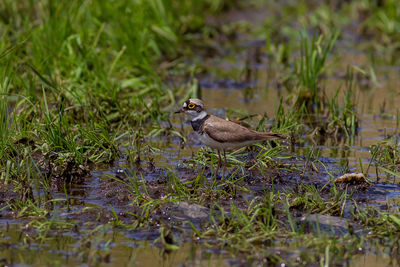 Bird on a lake