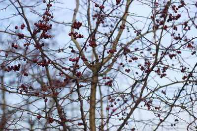 Low angle view of snow covered tree