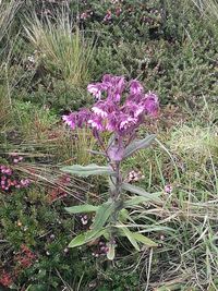 Close-up of purple flower plants