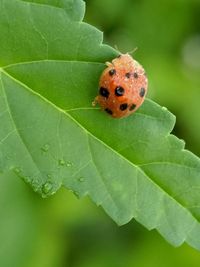 Close-up of ladybug on leaf