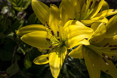 Close-up of yellow lily