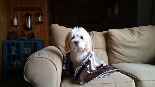 Portrait of dog on sofa at home