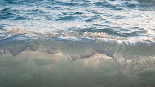 High angle view of fish swimming in sea