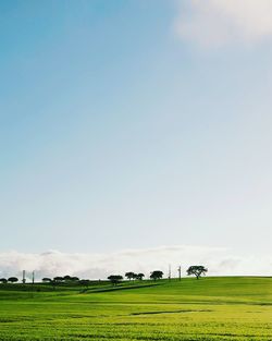 Scenic view of agricultural field against clear blue sky