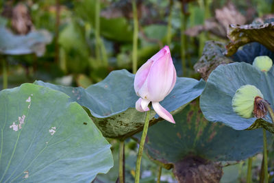 Close-up of pink lotus water lily