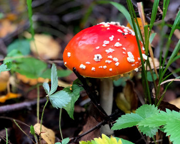 Close-up of fly agaric mushroom