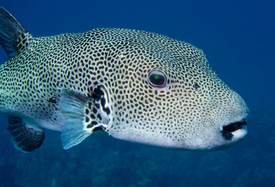 Close-up of fish swimming in sea