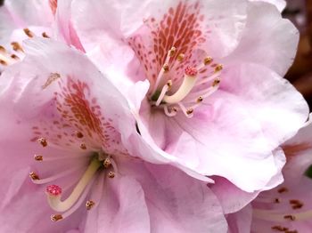 Close-up of pink flower tree