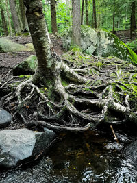 Trees growing in forest