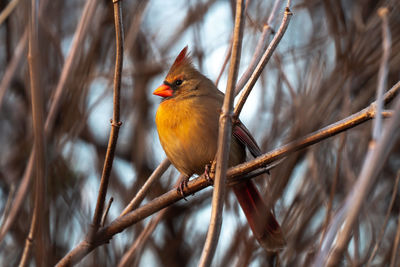 Female orange and red colored northern cardinal bird perched on a thin tree branch.