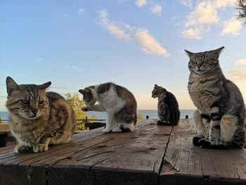 Portrait of cats sitting on wood against sky