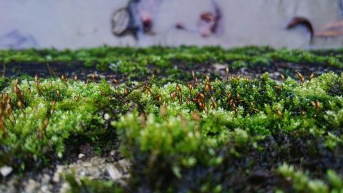 Close-up of moss growing on field