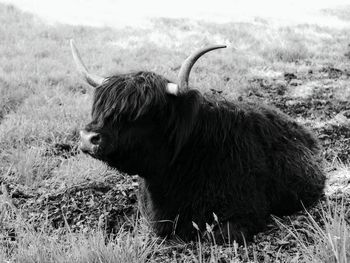 Highland cow in a field