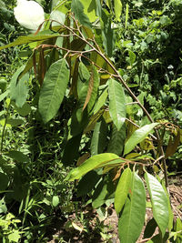 Close-up of fresh green plant in forest
