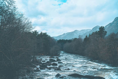 Scenic view of river amidst trees against sky