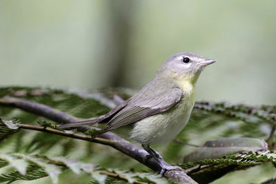 Close-up of bird perching on tree