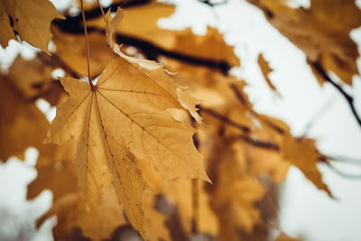 Close-up of maple leaves