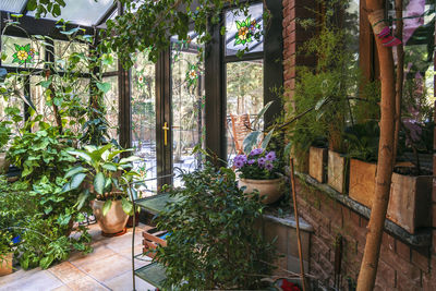 Potted plants on table by building
