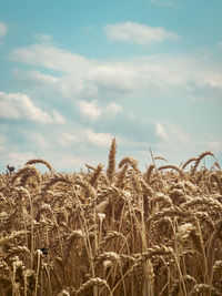 Close-up of wheat field against sky