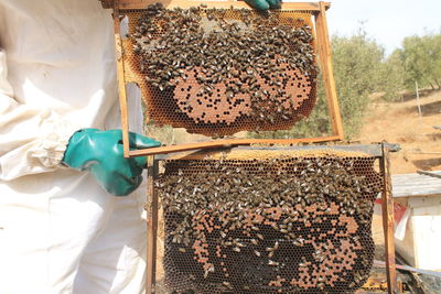 Bee on farm