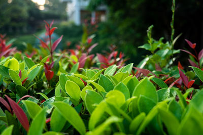 Close up green and red leaf bush with blurred background. concept for natural and freshness