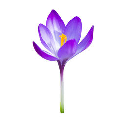 Close-up of purple crocus against white background