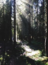 Trees in forest