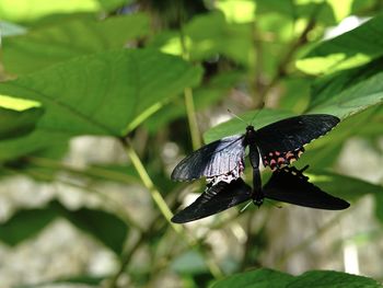 Butterfly pollinating flower